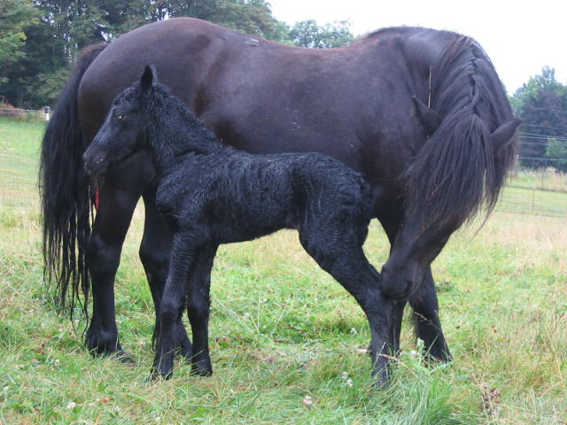 Bunny's filly about 1 hour old